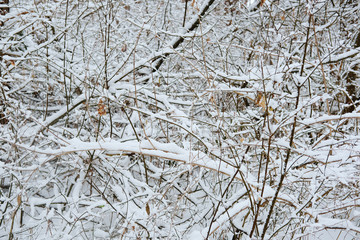 the image of a winter forest