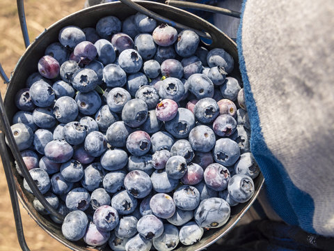 Close-Up Bucket Filled with Fresh Picked Blueberries at U-Pick Farm