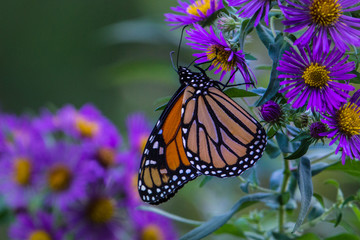 Monarch Butterfly