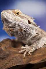 Agama bearded, pet on black background, reptile