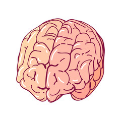 Vector brain, isolated on a white background. Cartoon style medicine illustration. Part of the human body.