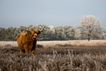 Scottish Highlander cattle in a winter landscape