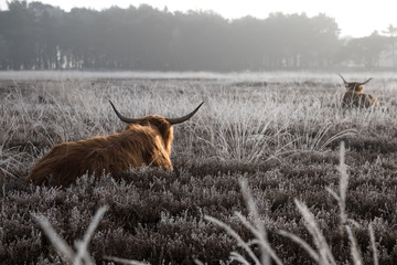 Scottish Highlander cattle in a winter landscape