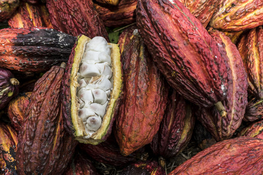 Cacao