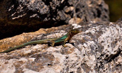 Lizard