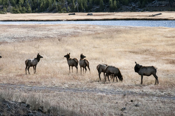 Naklejka na ściany i meble herd of elk crossing a river in yellowstone
