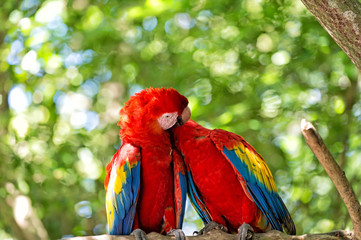 red ara or macaw parrots on green natural background