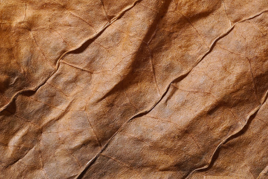Cigar Leaf Texture Images – Browse 10,666 Stock Photos, Vectors, and Video  | Adobe Stock