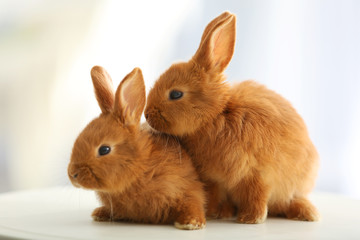 Obraz premium Cute funny rabbits on table at home