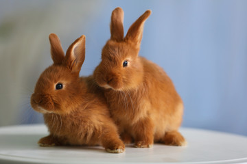 Fototapeta premium Cute funny rabbits on table at home