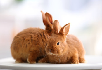 Obraz premium Cute funny rabbits on table at home
