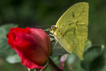 yellow butterfly on an orange rose