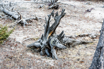 dead trees near volcanic vents in yellowstone
