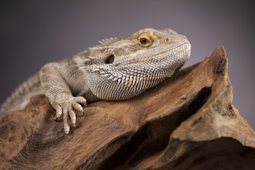 Lizard root, Bearded Dragon on black mirror background