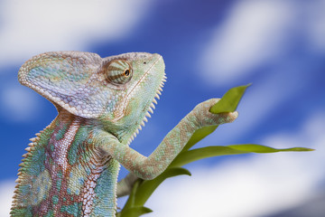 Sky background, reptile, Chameleon lizard