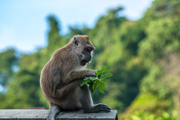 monkey having lunch