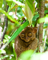 Tarsiers in the rainforest