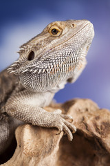 Agama bearded, pet on black background, reptile