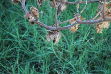 Wildflower seed dispersal