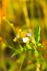 Grass flower causes the allergic symptoms