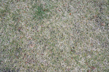 dry grass on lawn in winter as nature background