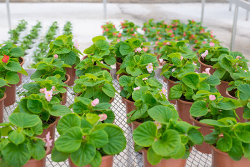 Closed up small plant in flower pot