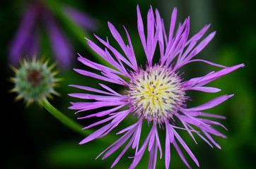 Closeup of a purple flower.