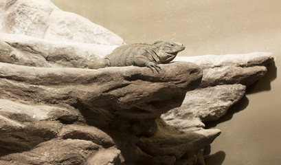 Brown Iguana