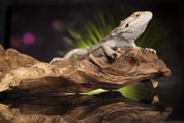 Agama bearded, pet on black background, reptile