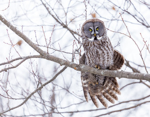 The great grey owl or great gray is a very large bird, documented as the world's largest species of owl by length. Here it is seen perched in a tree watching for prey in Quebecs harsh winter.