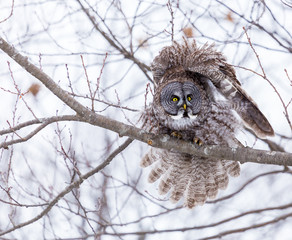 The great grey owl or great gray is a very large bird, documented as the world's largest species of...