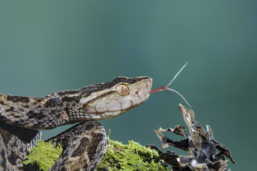 Fer-de-lance Snake