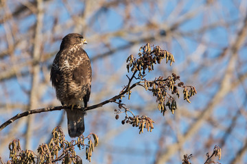 Common Buzzard, Buteo buteo