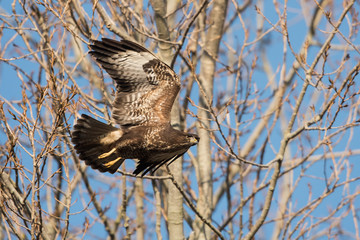 Common Buzzard, Buteo buteo