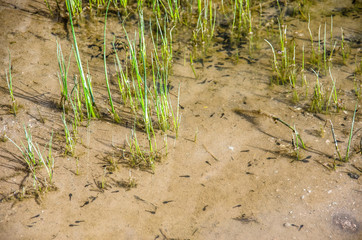 Tadpoles and eggs in a river