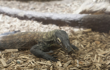 Komodo Dragon