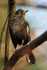 Blackbird, Turdus merula