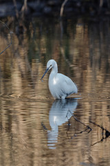 Obraz premium Little Egret, Heron, Egretta Garzetta