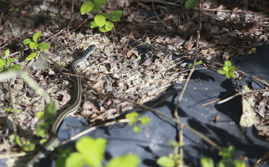 Ribbon Snake (Thamnophis sauritus)