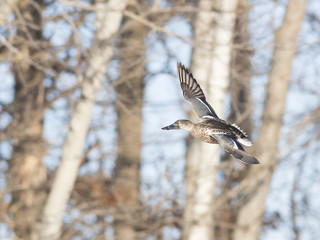 Flying Drake Northern Shoveler