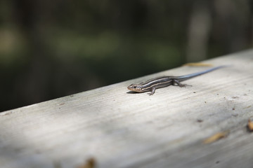 Five-Stripped Skink