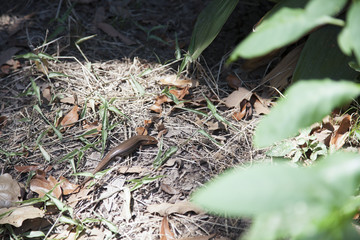 Broad-Headed Skink