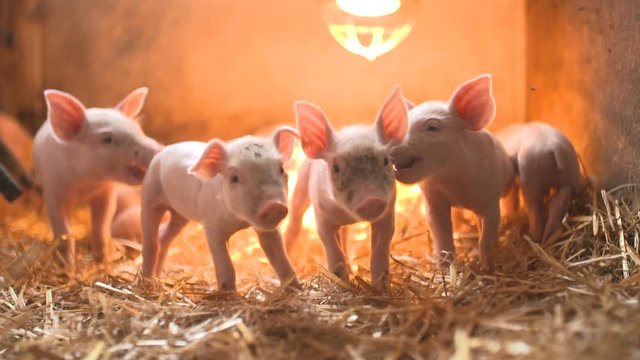 Pigs on livestock farm. Pig farming