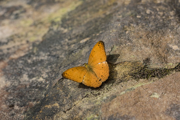 Orange butterfly in Cambodia jungle