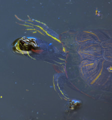 Red-Eared Pond Slider