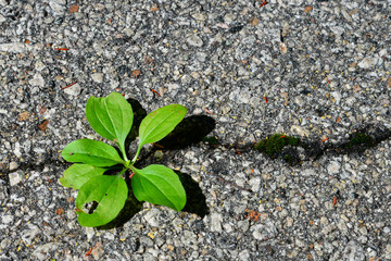 Green plant growing through asphalt