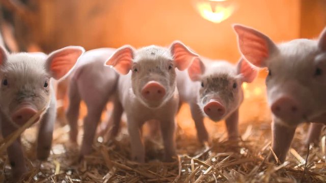 Pigs on livestock farm. Pig farming