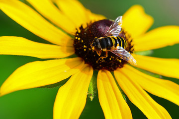 Honey bee pollinating rudbeckia flower
