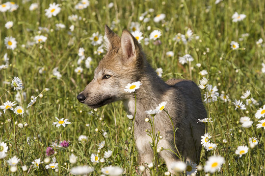 Wolf Puppy Portrait in Wildflowers