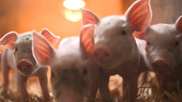 Pigs on livestock farm. Pig farming
